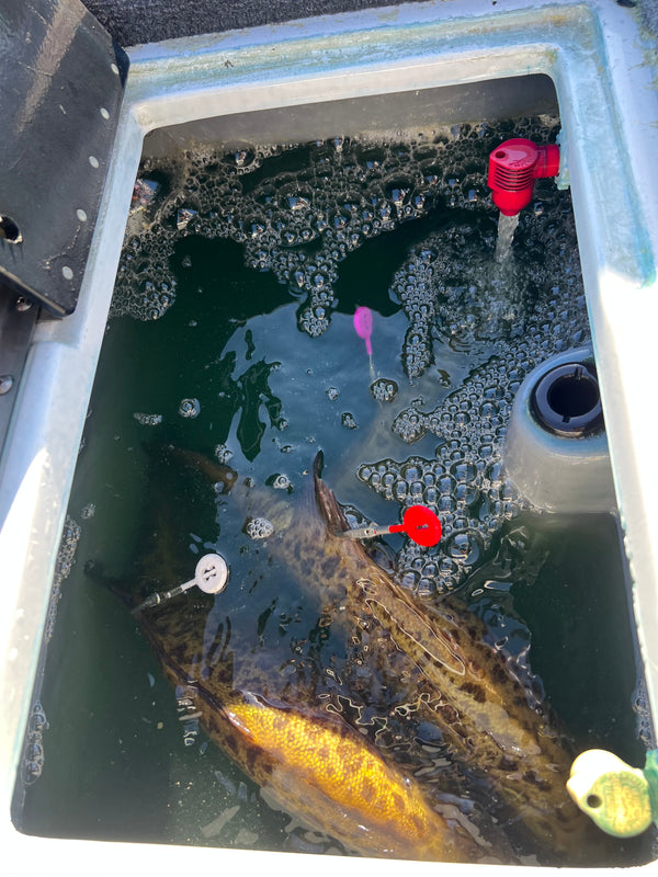 DD26 Fishing CULL ID tags