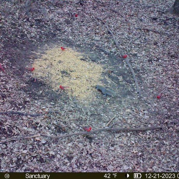 Munchies Deer Feed