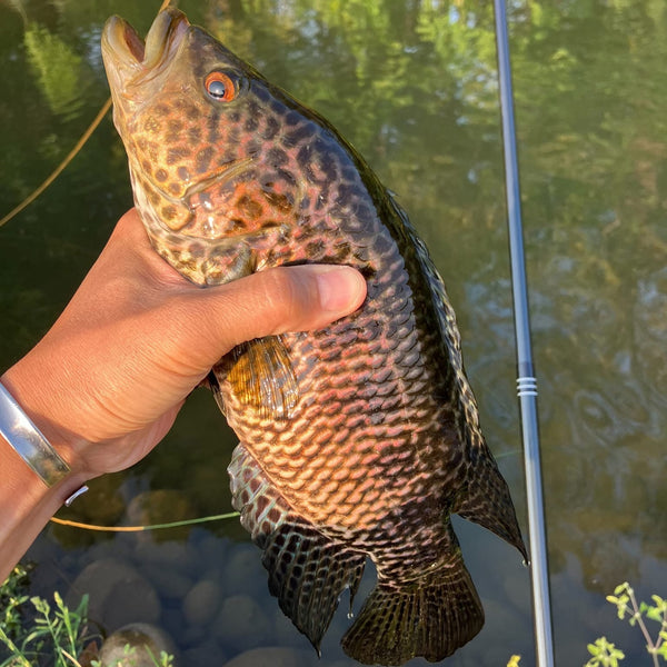 RodZilla 16'/17'6