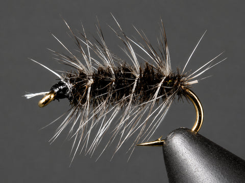 Griffith's Gnat