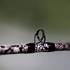files/1-of-220-the-rattlesnake-spinning-rod-limited-edition-rod-1728481.png