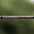 files/1-of-220-the-rattlesnake-spinning-rod-limited-edition-rod-4749741.png