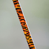 files/1-of-220-the-tiger-spinning-rod-limited-edition-rod-9412714.png