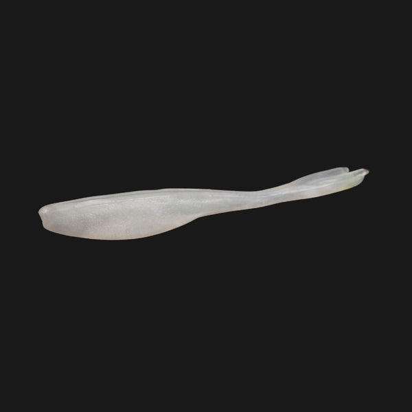 Barracuda
