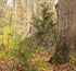 files/1CA886AB-4980-4F14-9D13-289B7487ED6D.jpg