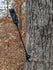 files/3d-hunting-solutions-no-no-blindside-360-camera-mount-56294335217951.jpg