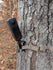 files/3d-hunting-solutions-no-no-blindside-360-camera-mount-56294338101535.jpg