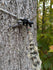 files/3d-hunting-solutions-tether-clip-default-title-t-rex-tether-clip-mobile-saddle-hunting-one-sticking-56294317752607.jpg