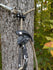 files/3d-hunting-solutions-tether-clip-default-title-t-rex-tether-clip-mobile-saddle-hunting-one-sticking-56294318473503.jpg