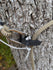 files/3d-hunting-solutions-tether-clip-default-title-t-rex-tether-clip-mobile-saddle-hunting-one-sticking-56294320242975.jpg