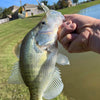 3.25" Glass Minnow With Built-In Tail Rattle