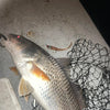 4" Pearl OR 5" Pearl With Built-In Tail Rattle