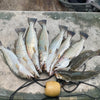 5" Smoke Shad With Built-In Tail Rattle