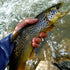 files/Angler_Holding_Brown_Trout_in_Mountain_Stream_Using_Wasatch_Tenkara_Rod.jpg