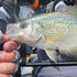 files/Angler_Holding_Crappie_with_Wasatch_Tenkara_Rods_Command_Force_on_Kayak.jpg
