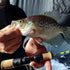 files/Angler_Holding_a_Crappie_with_an_Ice_Rod.jpg