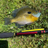 files/Bluegill_Caught_with_Akai_Samurai_Tenkara_Rod.png