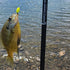 files/Bluegill_Caught_with_Wasatch_Tenkara_Rods_Command_Force_Spin_Rod.jpg