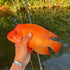 files/Bright_Orange_Cichlid_Caught_on_Wasatch_Tenkara_Rod.jpg