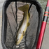 files/Brown_Trout_Landed_with_the_Akai_Samurai_Tenkara_Rod.png