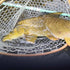 files/Carp_Landed_with_Wasatch_Tenkara_Rods_SIYCO_and_Rubber_Net.jpg