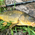files/Common_Carp_Caught_with_Wasatch_Tenkara_Rod.png