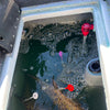 DD26 Fishing CULL ID tags