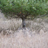 Nukem Hunting Blind - Mossy Oak Country Roots 3D Leafy