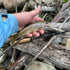 files/Darth_Quattro_Tenkara_Rod_with_Stunning_Rainbow_Trout_Catch.jpg