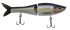 files/GRatt-Steve_sGizzardShad-POP010-723706121618.png