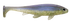 files/GuidaSexyShad.png