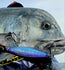 files/IMG-1111.jpg