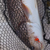 Magictail Round Head Big Eye Jigs 3pks