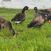 Econo Specklebelly Decoys