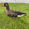 Econo Specklebelly Decoys