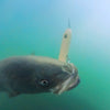 Magictail Top Water Spook Lures