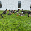 Econo Specklebelly Decoys