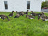 files/IMG_4113.jpg