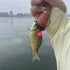files/IMG_7017.webp