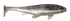 files/JohnPerlShad.png