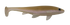 files/LiteTrout.png
