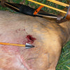 VPA Omega Broadhead