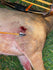 files/Omega_Wound.jpg