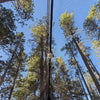 Sky View Solo Tent