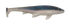 files/ProBlue_9322c5ad-3bad-41cd-974f-9656b1d98cbb.png