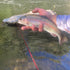 files/Rainbow_Trout_Catch_with_Akai_Samurai_Tenkara_Rod_on_the_River.jpg