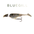 files/SHAD11_BLUEGILL.png