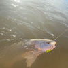 3.25" Baby Trout With Built-In Tail Rattle