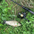 files/Small_Fish_Caught_with_Wasatch_Tenkara_Rods_Command_Force_Spin_Rod.jpg