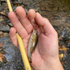 files/Small_Stream_Catch_with_Hankyu_Middle_Fork_Tenkara_Rod_Wasatch_Tenkara_Rods.png